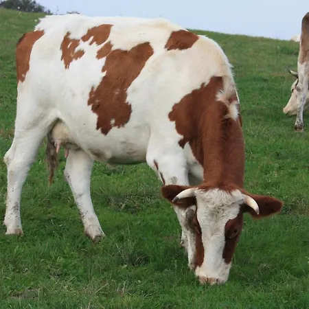 巴哈拉赫度假公寓 *