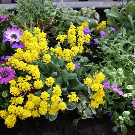 巴哈拉赫度假公寓 公寓 巴哈拉赫