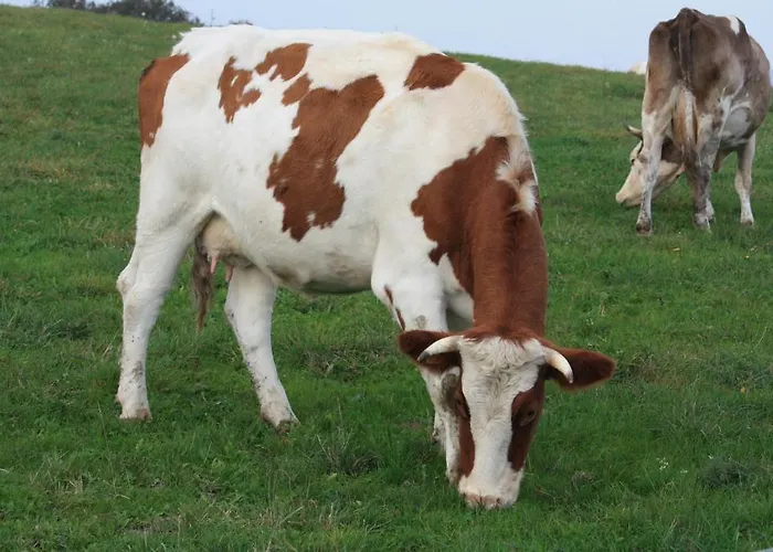 Ferienwohnung Bacharach *