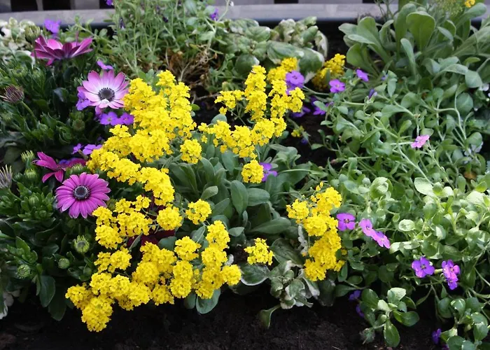 Ferienwohnung Bacharach Apartment Bacharach