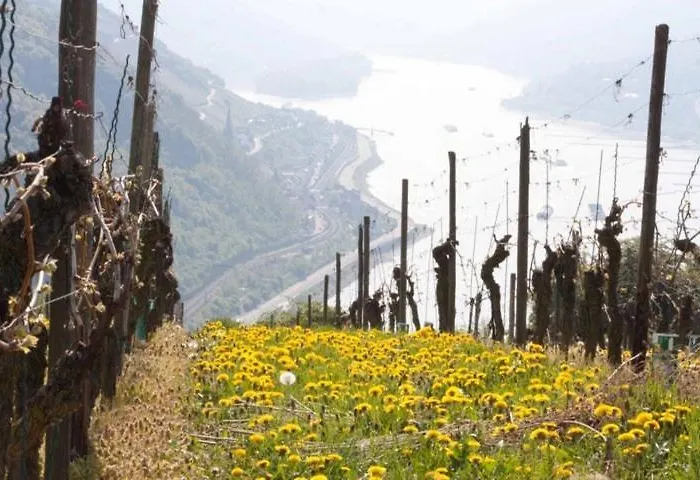 Ferienwohnung Bacharach شقة